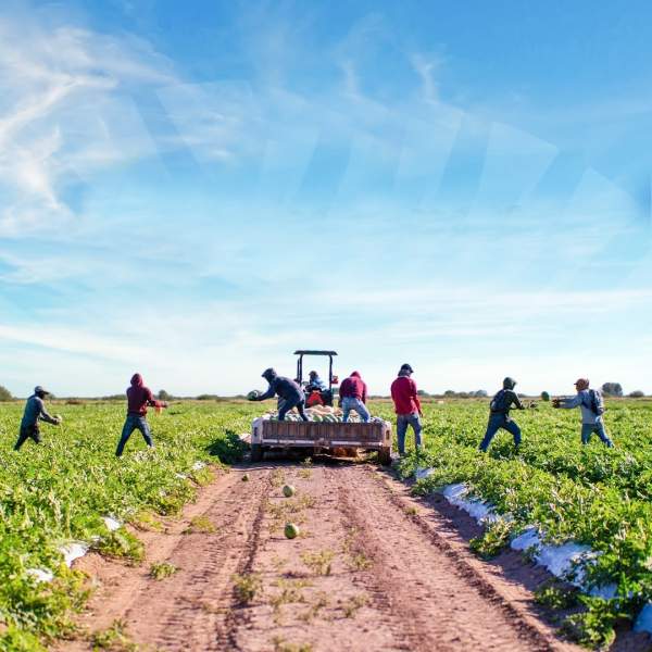 Sonora logra avances en agricultura, ganadería y pesca